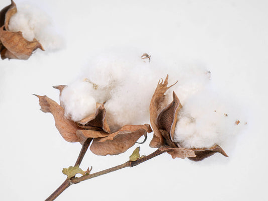 أزهار قطن ~ 8 أزهار قطن مصري