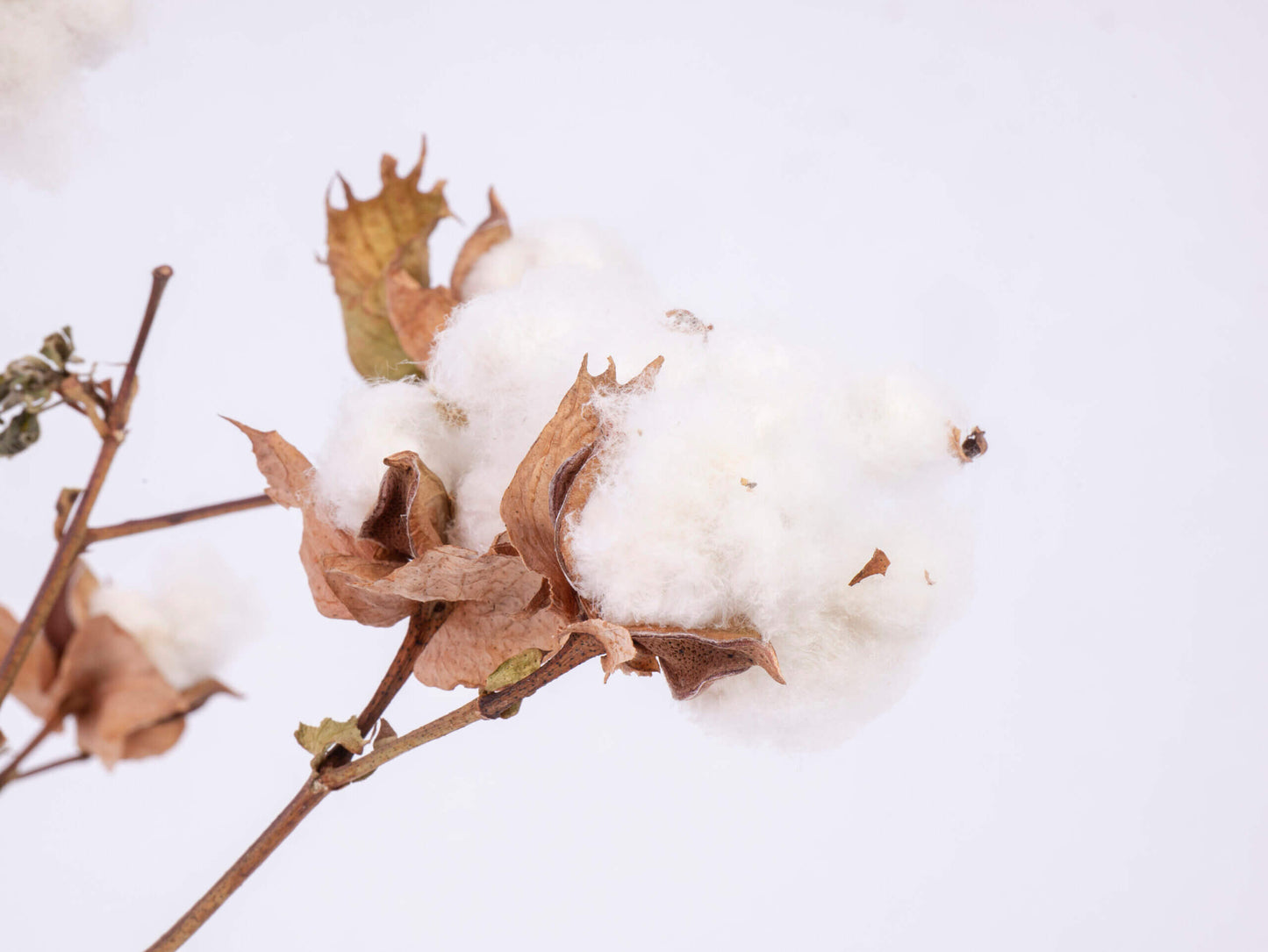 أزهار قطن ~ 8 أزهار قطن مصري